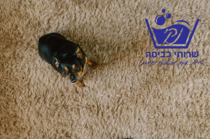 ניקוי שטיחים מקצועי שירותי כביסה נקי רמת גן